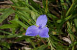 Virginia spiderwort